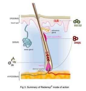 Ingredients of Skinetium Redensyl Boost Advanced Hair Serum – Redensyl, Anagain, Capixyl, Procapil, Baicapil
