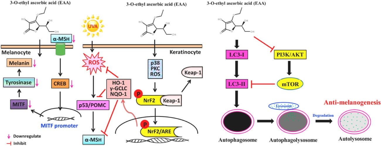 Skinetium Vitamin C Face Serum ingredients – 15% Ethyl Ascorbic Acid, Niacinamide, Hyaluronic Acid